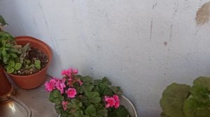 un jardín con mucha variedad de geranios como pensamiento , hiedra y hortorum en Juliaca