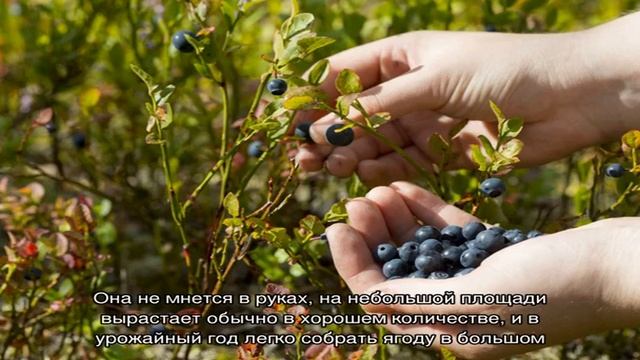 Как сделать комбайн для сбора черники смотреть онлайн