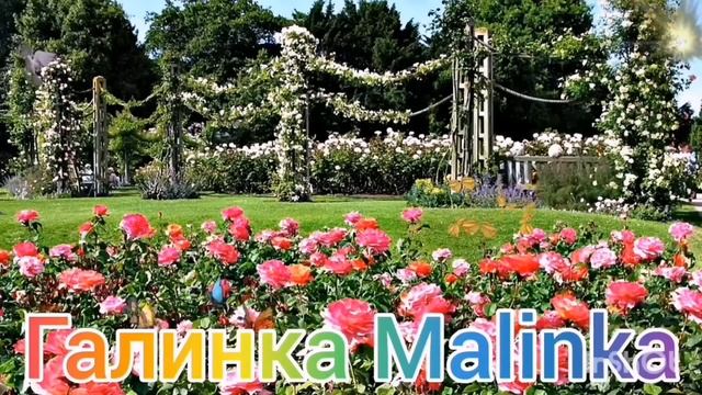 Ольга Уралочка live /Злая бабка устроила истерику /Обзор Влогов /Уралочка и Сафар /