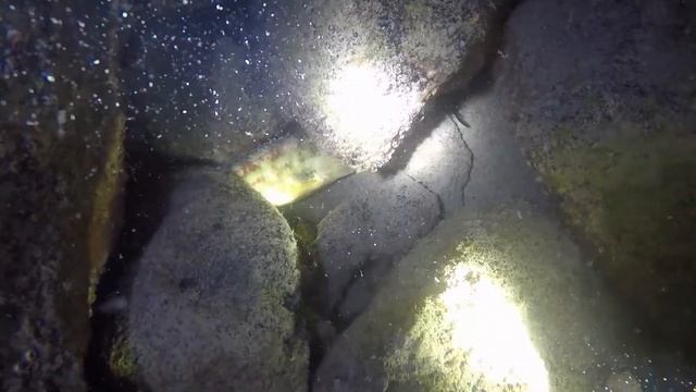 Ночное погружение. Дайвинг в Сочи. Сириус. Ночной дайвинг, много рыбы и краба. Классный дайв сайт. смотреть онлайн