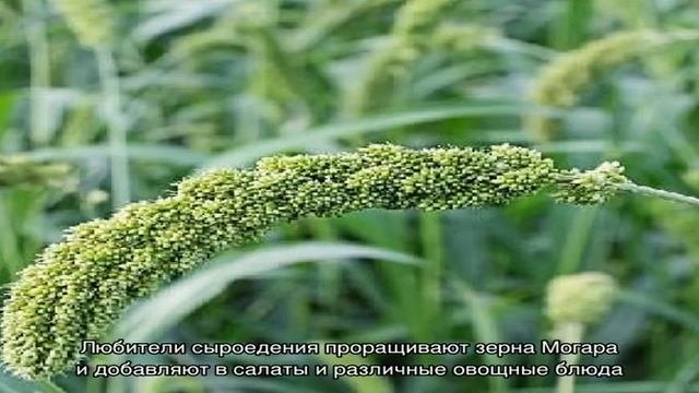 Разновидности и классификация итальянского проса