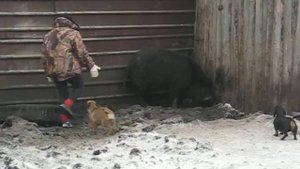 Бордер терьер Рэсси гоняет кабанчика