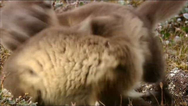 Дикая природа России 🌍 Арктика 🌬️🧊 смотреть онлайн