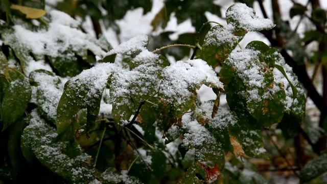 Первый снег. смотреть онлайн