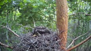 Слётки ястреба-перепелятника возвращаются в гнездо  ( Accipiter nisus )