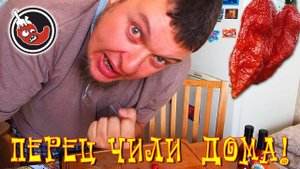Пробую перцы и соусы: Тринидад Скорпион Моруга, Бхут Джолокья, соусы от Мэд Дог и тп