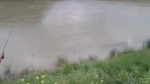 Сом в Егорлыке