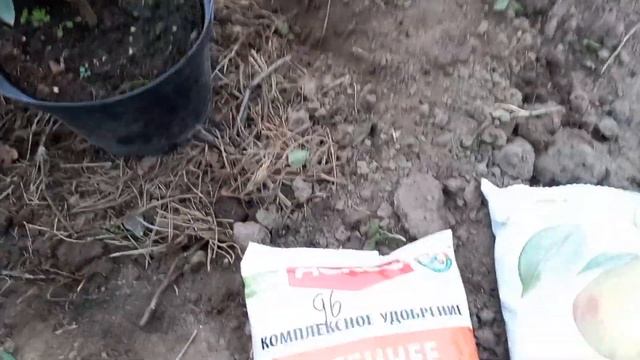 Высаживаю гортензии в открытый грунт.Самарская лидия первая06.09.22.#гортензии #гортензииметельчаты