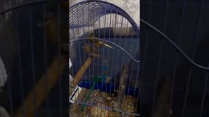 певчие птички(чижики, щеглы ,канарейки)