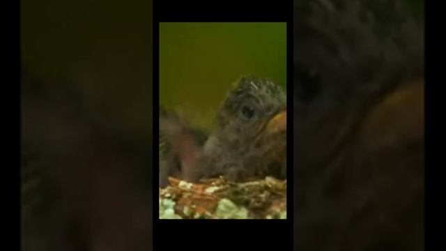 Летний вечер в лесу. Пение птиц для релаксации