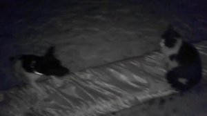 Кошка гоняет собаку