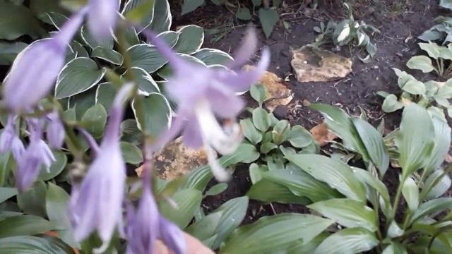 #хоста #ланцефолия / Хоста узколистная Ланцифолия  ( лат.  Hosta  Lancifolia).  Позднее цветение