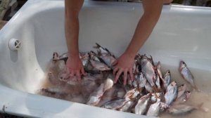 Вяленая Плотва с Икрой в Домашних Условиях.