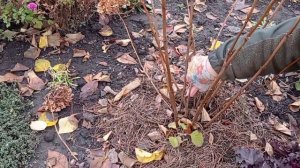 Как обрезать древовидную гортензию 🌱🌺#гортензиядревовидная#обрезка#сад#анабель#продаж#дачныйагроном