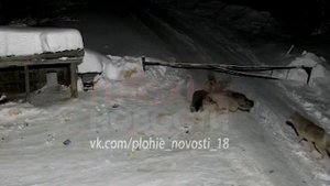 Стая волков грызут собаку. a pack of wolves arrived at the house