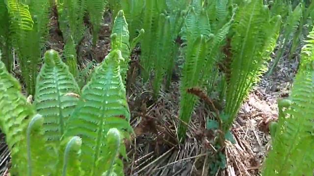 30мая! КУДА деваются В ПРИРОДЕ у страусника старые побеги? И какое РАЗЛИЧИЕ в развитии!! смотреть онлайн