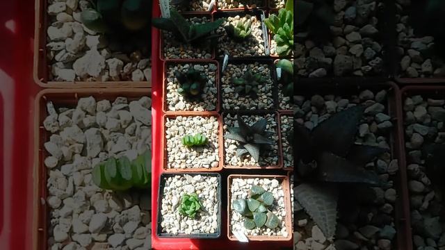 Хавортия трунката trunkata #haworthia #succulents #суккуленты #хавортия #суккулент