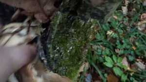 Ребята гребники вешенки??? это ась че за грибы-можт в ложные их отправить??????ась))))))