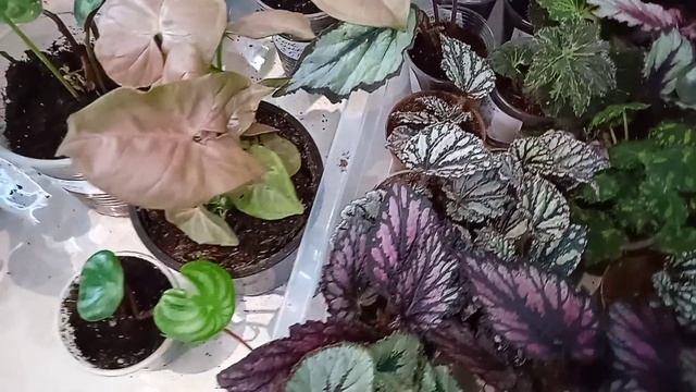 Бугенвиллии, герани и другие цветочки на выставке. смотреть онлайн