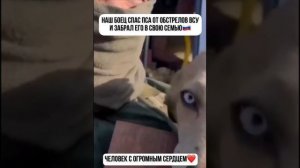 Российский боец спас пёсика из-под обстрелов и забрал в семью