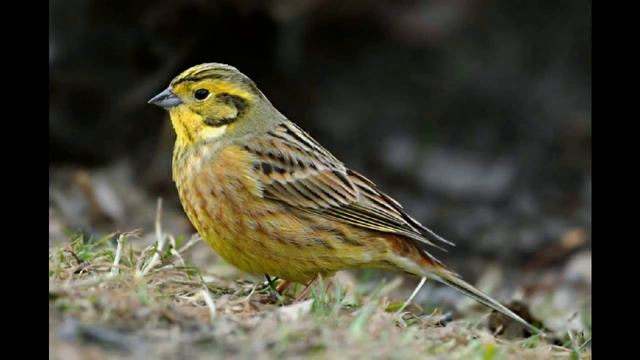 Как поет обыкновенная овсянка голоса птиц (Звуки Природы) смотреть онлайн