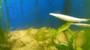 Карликовый полурыл. Дермогенис.