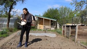Как быстро и экономно посеять семена моркови