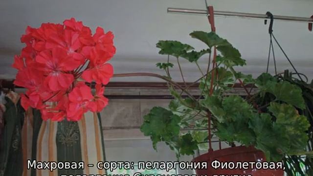 Виды пеларгонии