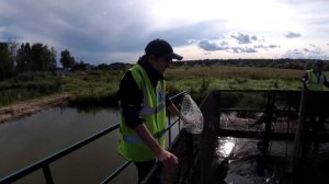 КОРМЛЕНИЕ БОЛЬШЕРОТОГО ОКУНЯ | ЗАПУСК МАЛЬКА БАССА В РОССИИ