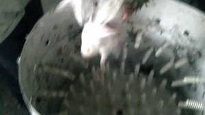 Перощиапальный аппарат самодельный , перещипалка, Перьещипалка