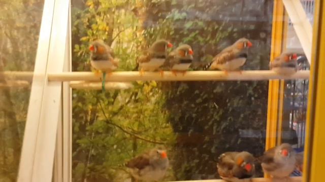 Кролики попугаи и другие животные в магазине Бетховен смотреть онлайн