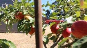 Сорт яблок Хани Крисп  Honeycrisp  Apples