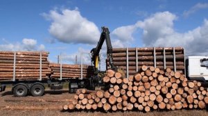 ВЕЛМАШ VM10L86: погрузка леса