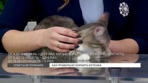 Советы ветеринара: как кормить котят?