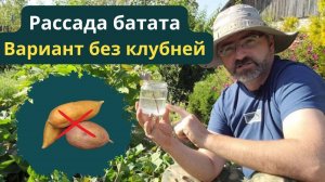 Рассада батата осенью и без клубней