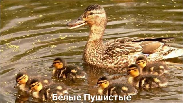 КРЯКВА?/Птицы/Животные/Интересные факты