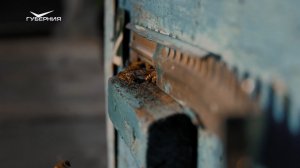 Пчелы в теплицах. Агрокурьер