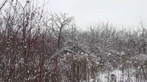 Боярышник - какой он на вкус. И о зимней калине.