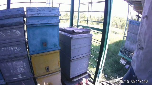 Моментально восстановить безматочную пчелосемью.Пчелосемья с маткой и без - сравнение.С чего нектар смотреть онлайн