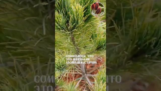 Winter Gold pine * Seedlandia.ru - семена и саженцы хвойных и лиственных растений для сада