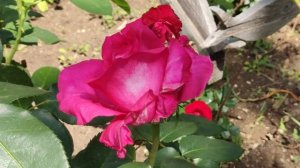 Роза Высоцкого или Венроза - самые крупные цветы