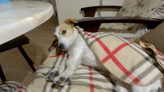 Сын в гости заехал, что купил на рынке, работа в саду, жаркое в горшочке, ужин.Семейный Блог.