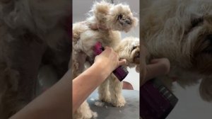 Кавапу без колтунов! ✂️ Стрижка живота и попы – не узнаете!