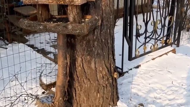 Дача| Кормушки для птиц/ Ноябрь 2020 г смотреть онлайн