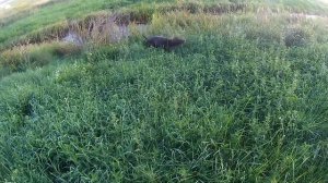 Охота на утку с легавой!