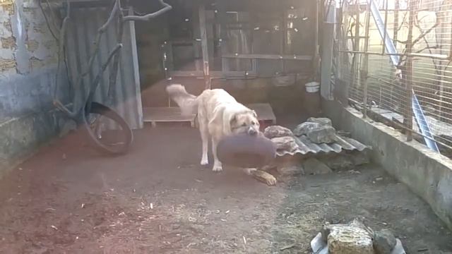 кавказский волкодав ТРЕНИРУЕТСЯ САМ! 2017 03 07 5938 смотреть онлайн