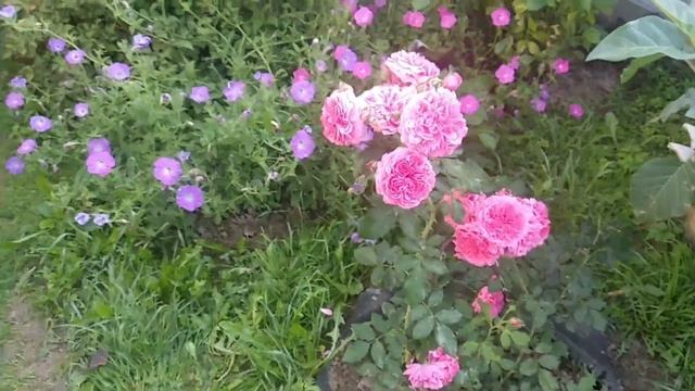 РОЗАРИУМ ЮТЕРСЕН /первогодка, 25.08.2021 смотреть онлайн