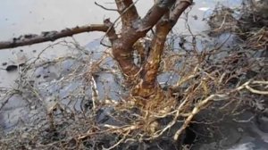 27 апреля 2021 г. Заглублённый саженец оброс корнями