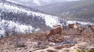 Каратауские архары попали в фотоловушку Сайрам-Угамского национального парка