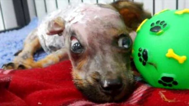 Щенок погрыз телефон владельца, после чего он выплеснул на малыша кипящую воду смотреть онлайн